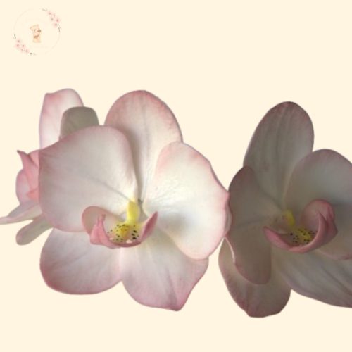  3 Darabos Lepkeorchidea Szett – Esküvői Álomszirmok