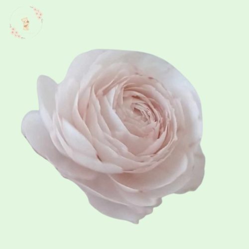 Ostya virág boglárka - 8cm  (pasztell színek)