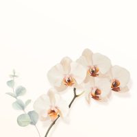Cukor orchideák tortadíszek