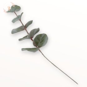 Kézműves cukor eukaliptusz ág zöld levelekkel, pasztell stílusban fotózva.