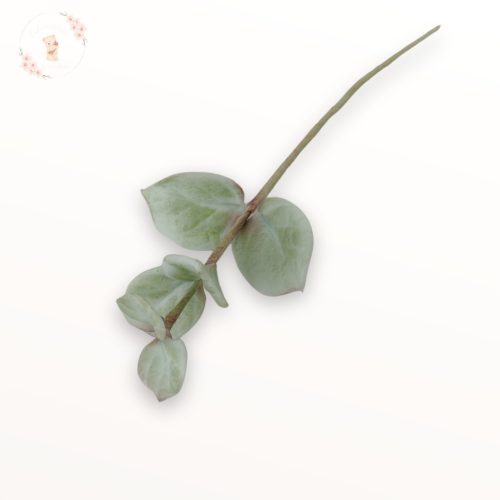 Kézműves zöld eukaliptusz ág oldalnézetben, lágy árnyékkal.