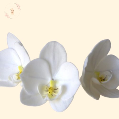 Lepke orchidea fehér szirmokkal, színes ajakkal – kézzel készült cukorvirág tortadísz (6-7cm)