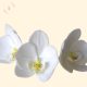 Lepke orchidea fehér szirmokkal, színes ajakkal – kézzel készült cukorvirág tortadísz (6-7cm)