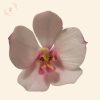 Lepke orchidea fehér szirmokkal, színes ajakkal – kézzel készült cukorvirág tortadísz (6-7cm)