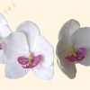 Lepke orchidea fehér szirmokkal, színes ajakkal – kézzel készült cukorvirág tortadísz (6-7cm)