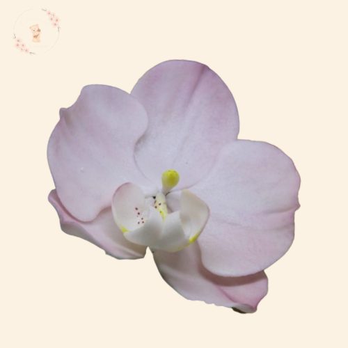 Lepke orchidea színes szirmokkal – kézzel készült cukorvirág tortadísz (6-7 cm)