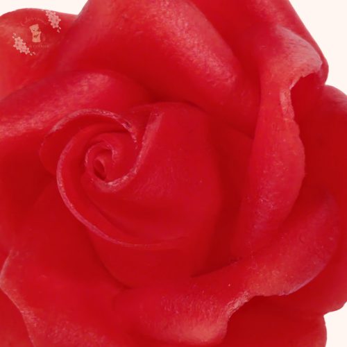 Piros cukor rózsa tortadísz közeli részlet – kézzel formázott fondant rózsa