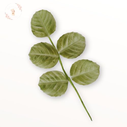 Zöld rózsalevél ág ferde nézetben – 5 leveles cukordísz torták dekorálásához