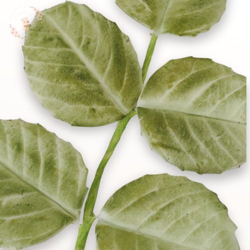 Zöld rózsalevél közelről – részletes erezet, puha festés, cukorlevél tortadísz